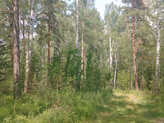 Фотография Продажа земельного участка, 125000 м² , Верх-Исетский район №13